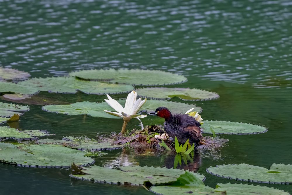 Фотография автора Suresh S S