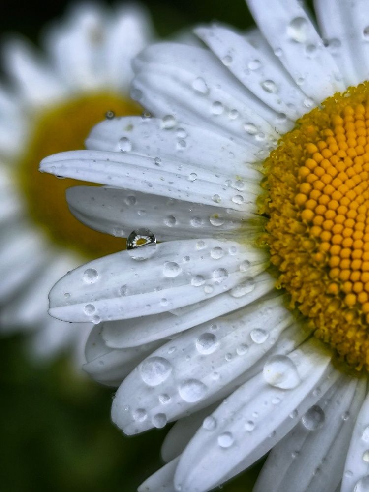 Фотография автора Лена Гром