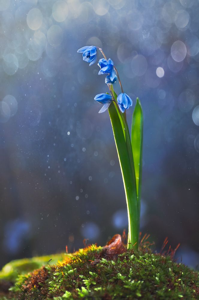 Photograph by Тараненко Анжелика