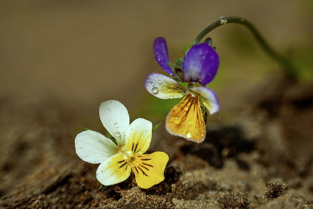 Photograph by Алексей Широбоков