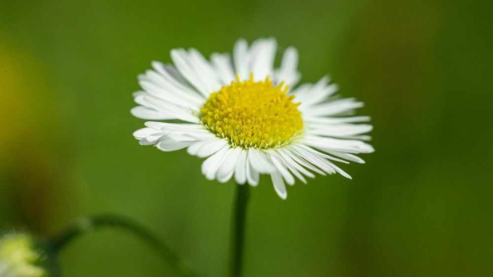 Mini Chamomile