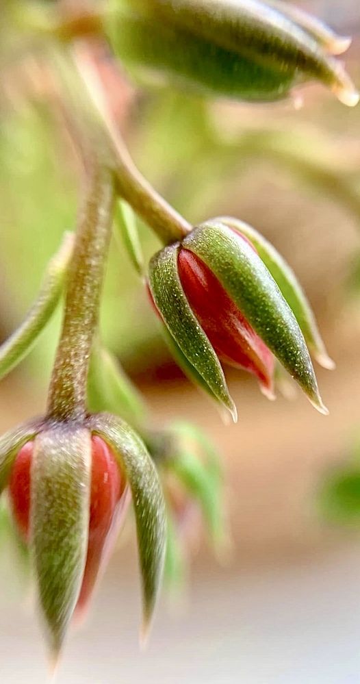 Photograph by Kátia Alves