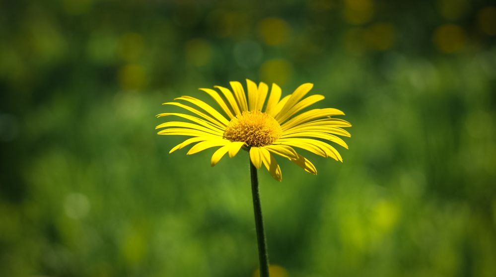 Doronicum