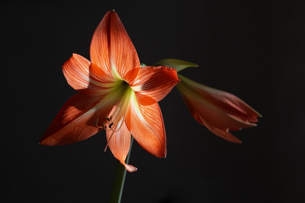 Photograph by Светлана Карнаух