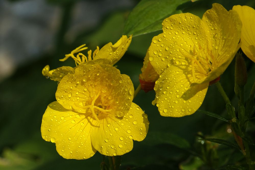 Photograph by Светлана Карнаух