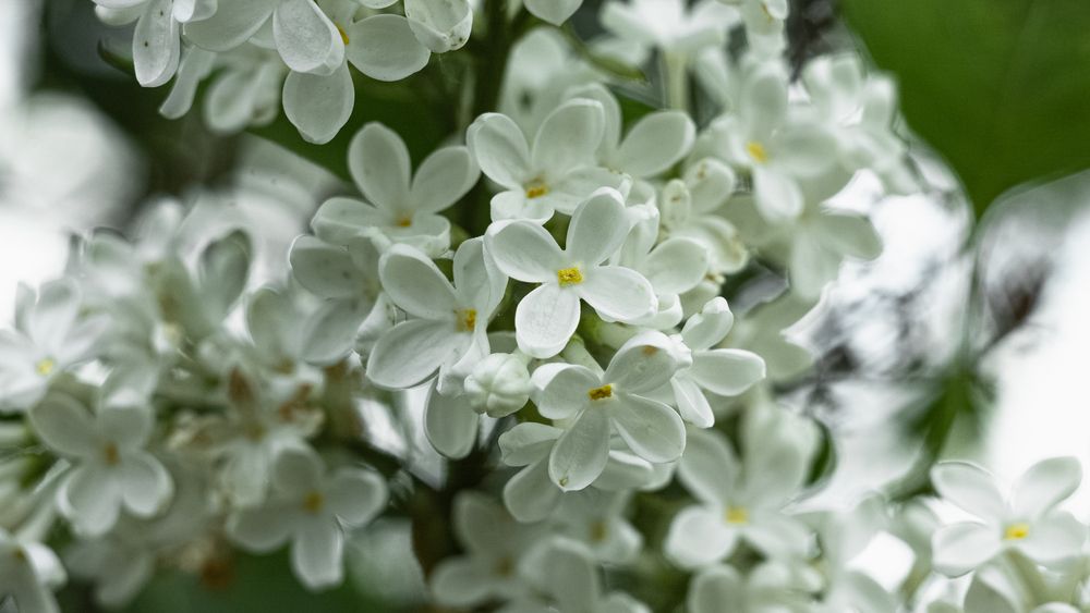White Lilac