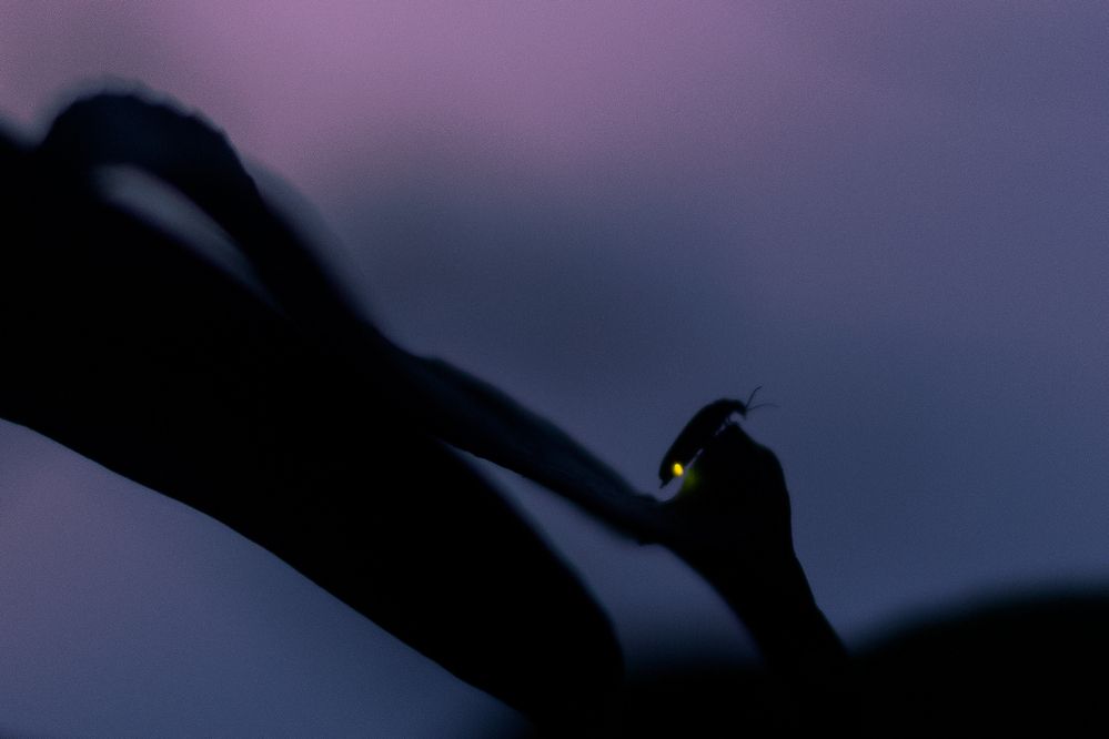 Photograph by vijay parmar