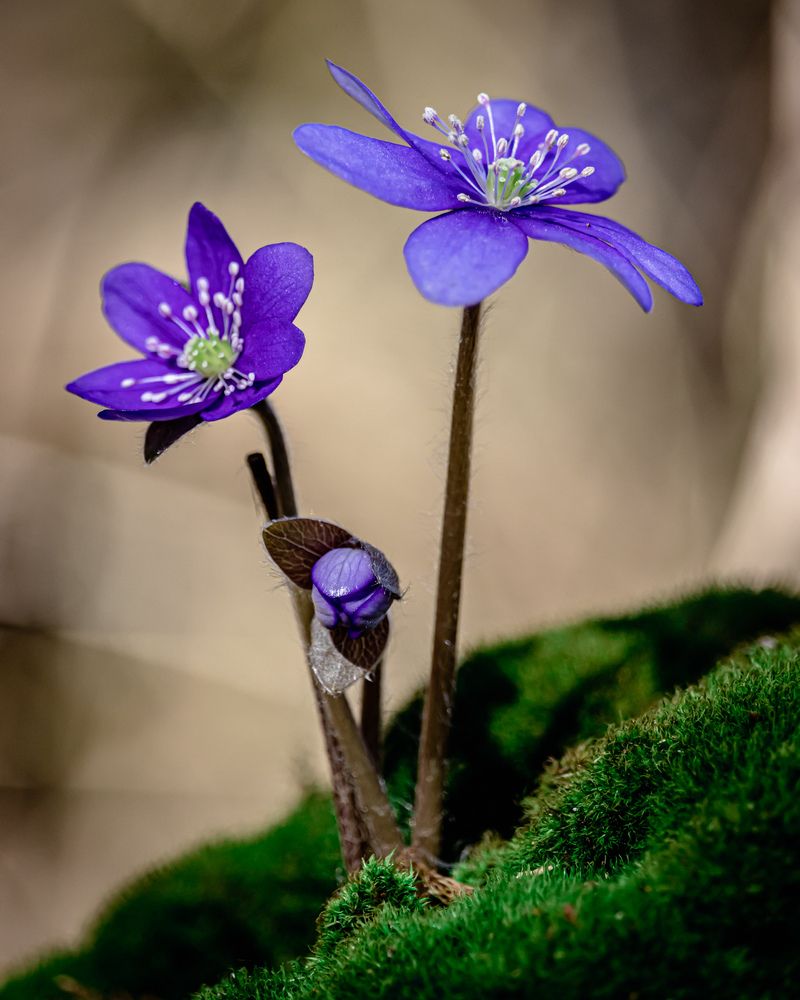 Photograph by Сергей Зайцев