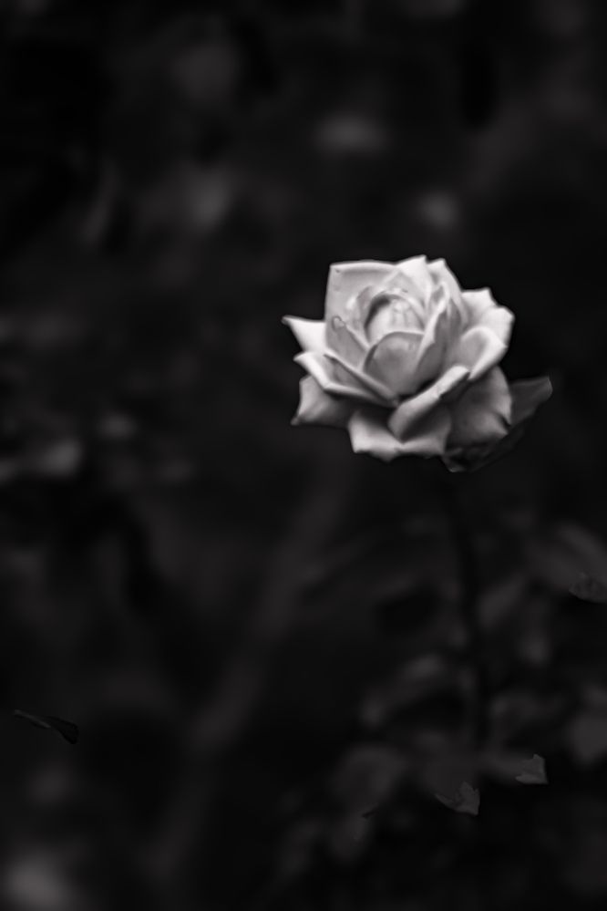 Photograph by Márcio Garcia