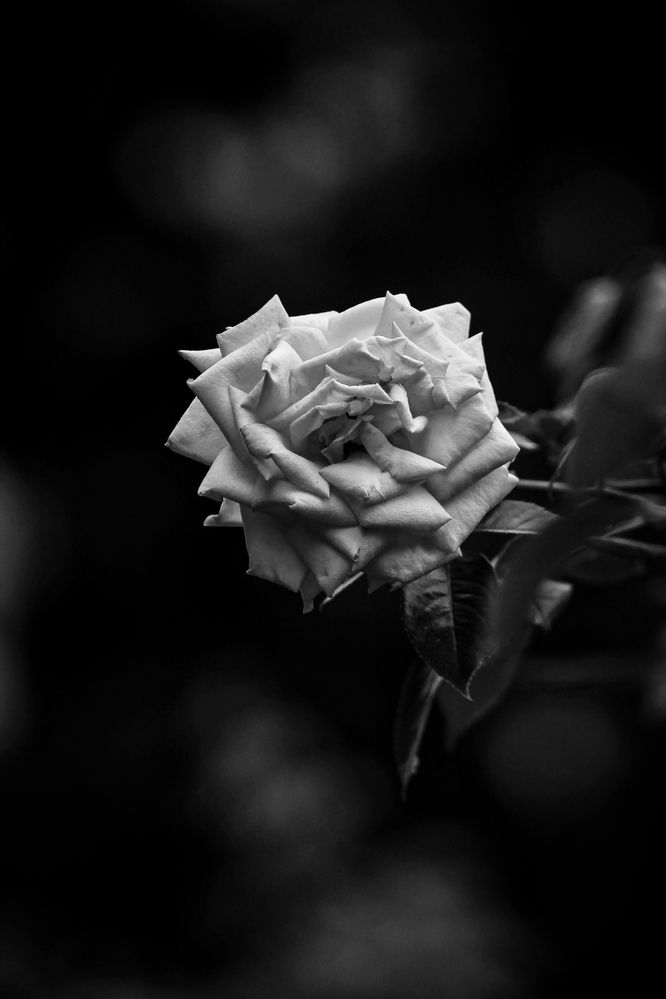 Photograph by Márcio Garcia