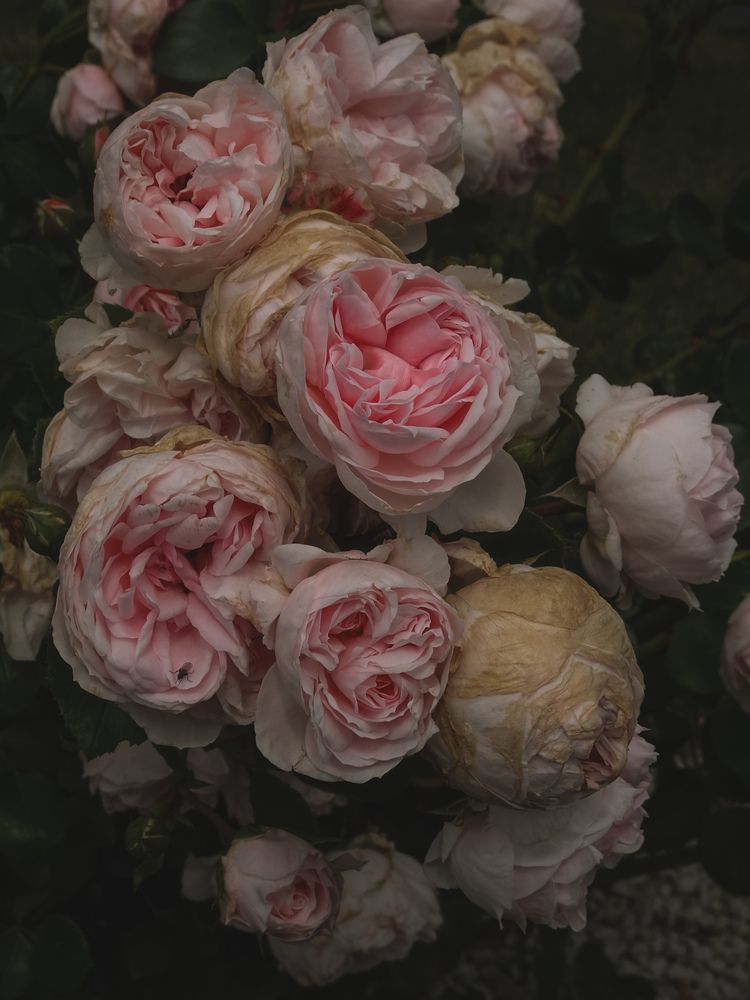 Фотография автора Ольга Маслова