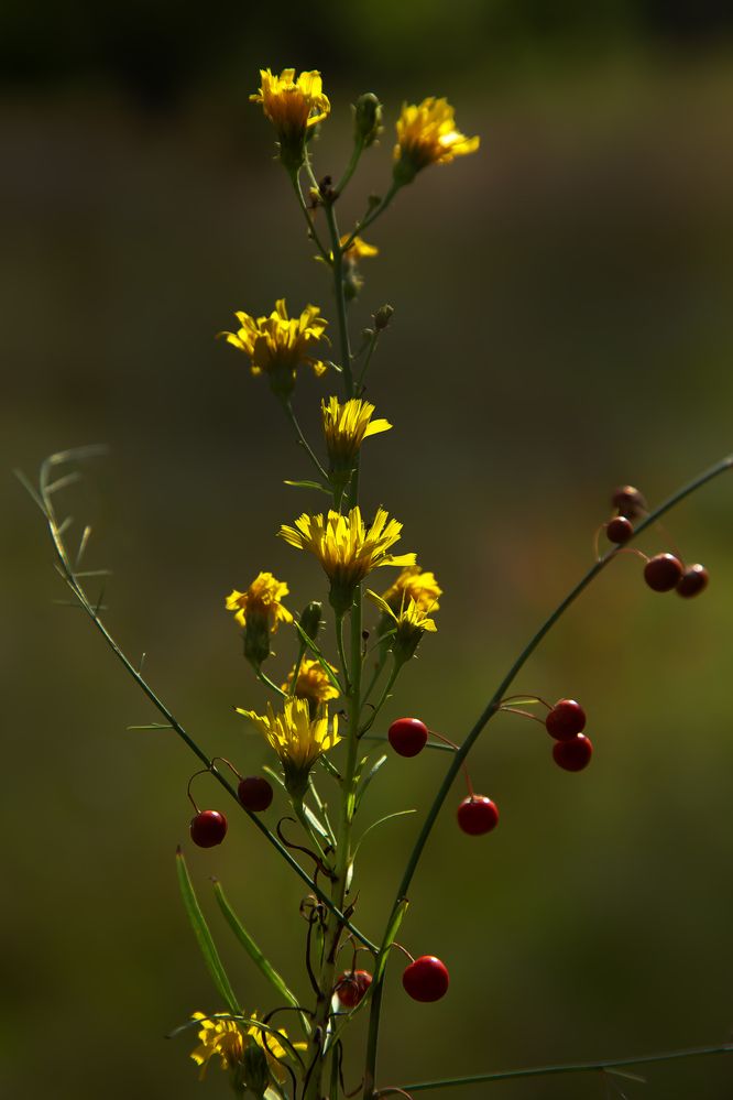 Фотография автора Александр Бичинев