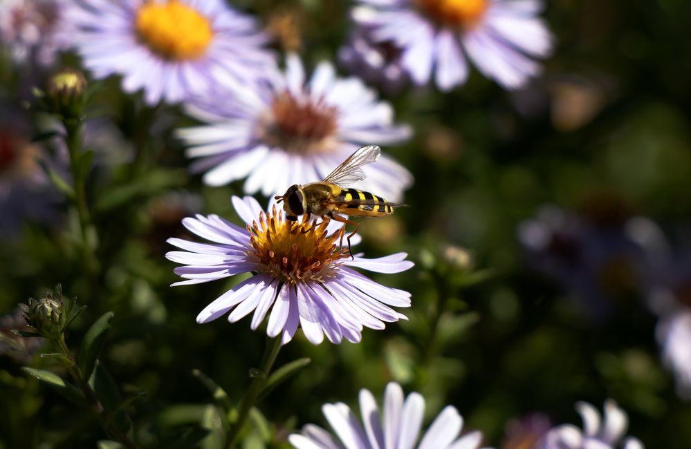 Фотография автора Александр Бичинев