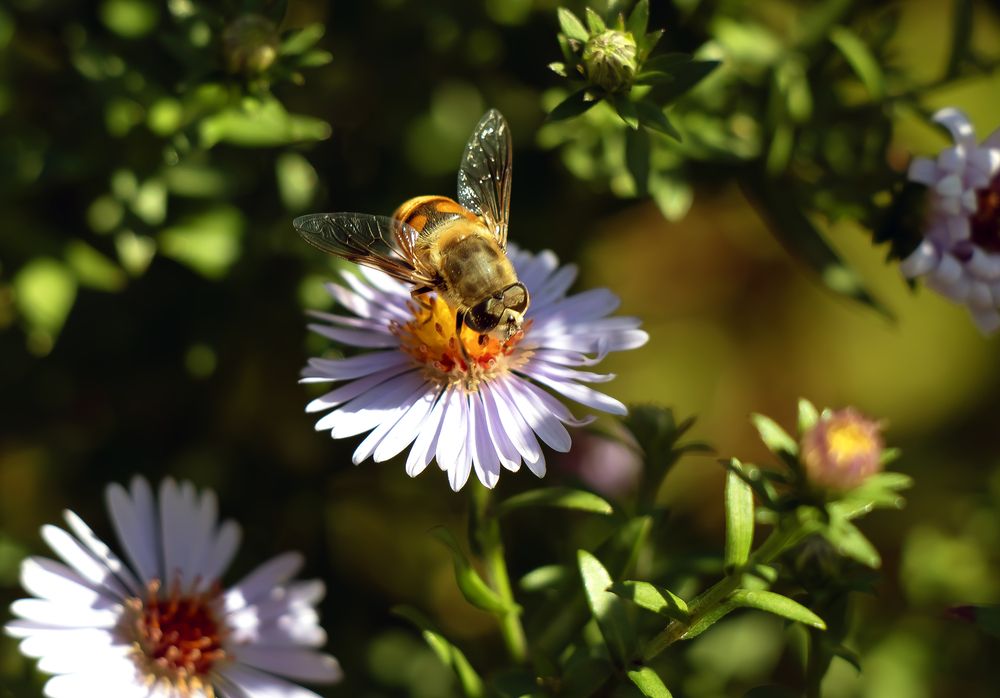 Фотография автора Александр Бичинев