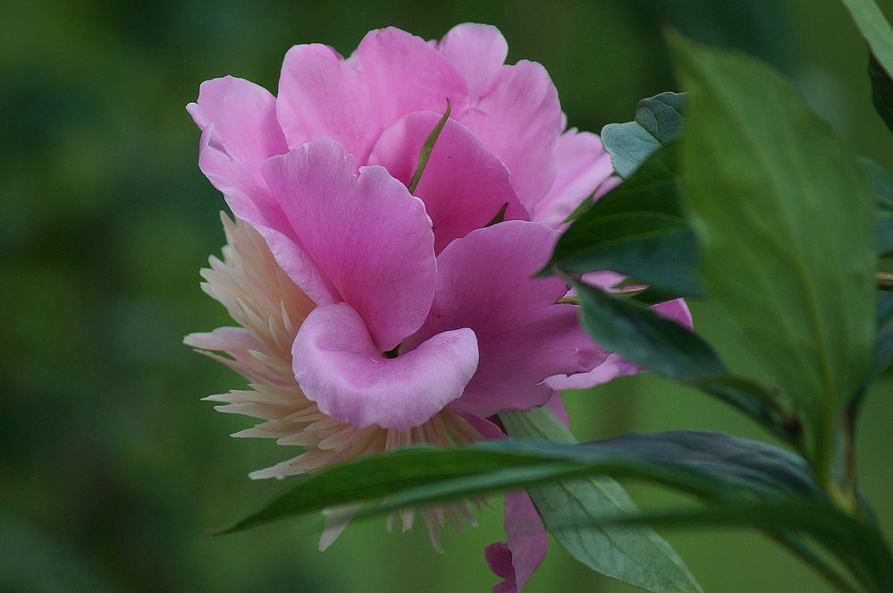 Photograph by Светлана Логинова