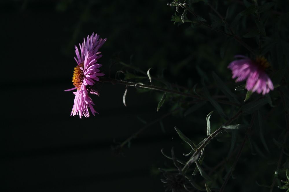 Photograph by Александра Воронина