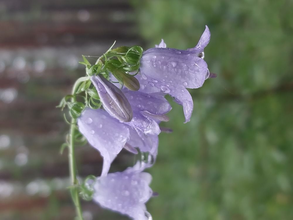 Photograph by Юлия Фирман