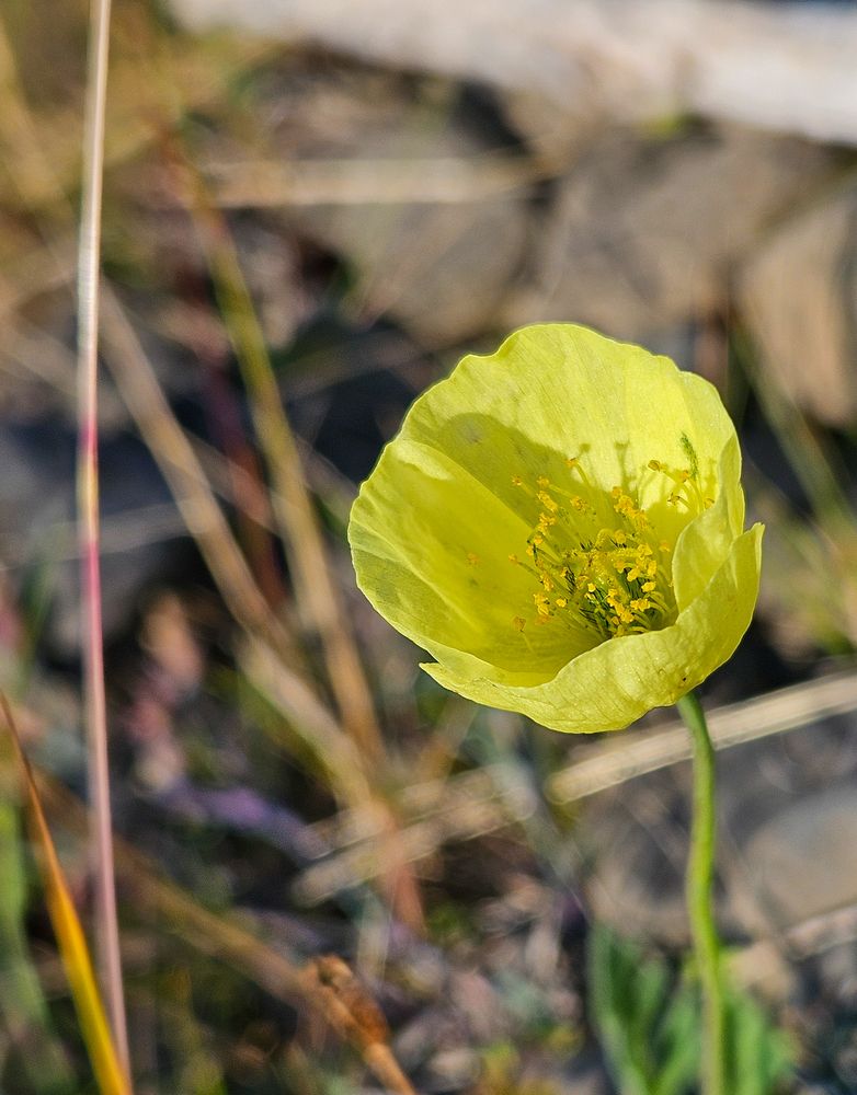 Фотография автора Зиля Раевских