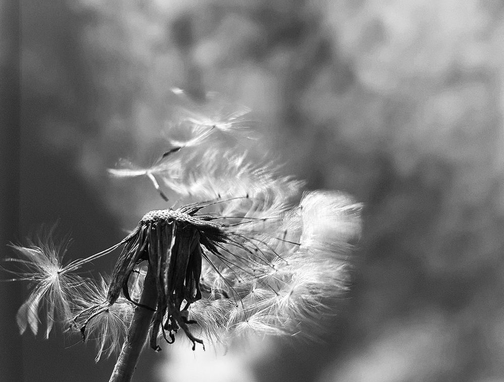 Photograph by Ольга Пумочка-13