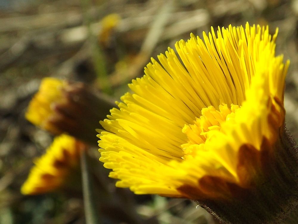 Фотография автора Oleg Podlesnykh