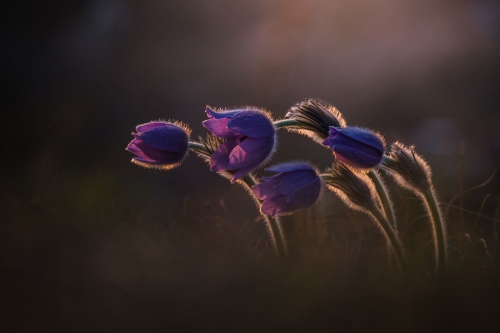 Girls dancing in the Sunset