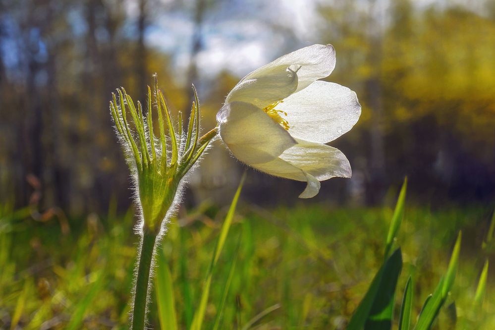 В весеннем лесу