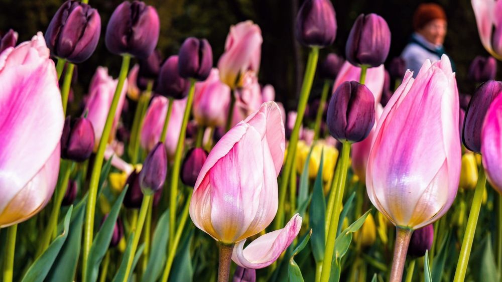 Photograph by Igors Rostikovs