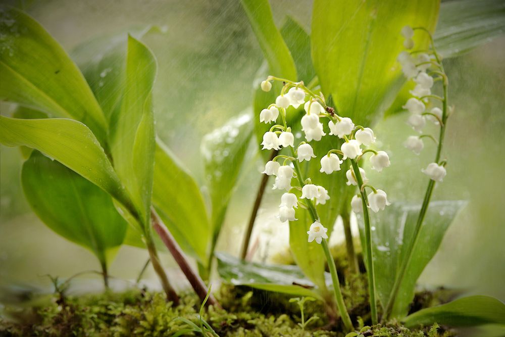 Photograph by Шруб (Беляева) Татьяна