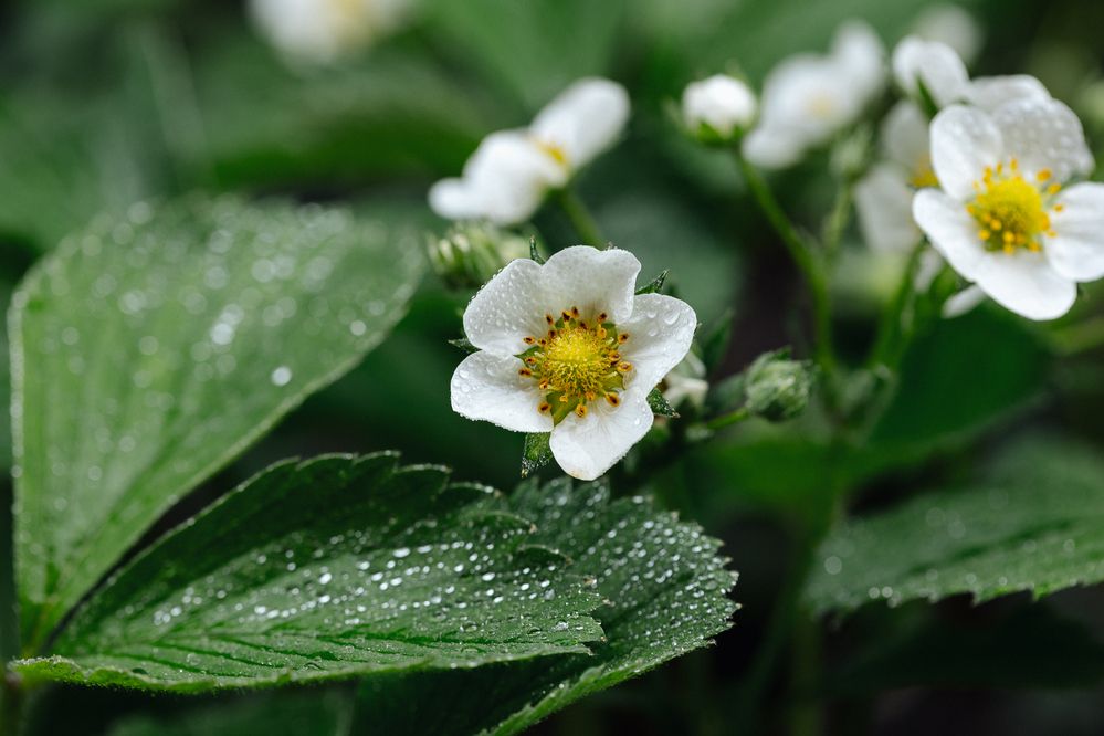 Photograph by Мария Раздорова