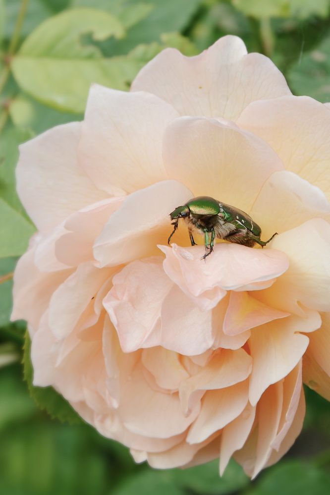 Photograph by Елена Чулюнина