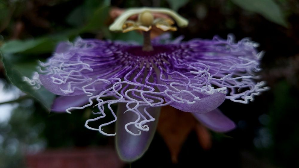 The Passion Flower