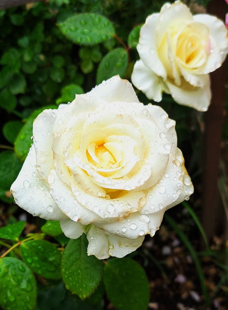 Photograph by Игорь Щербаков