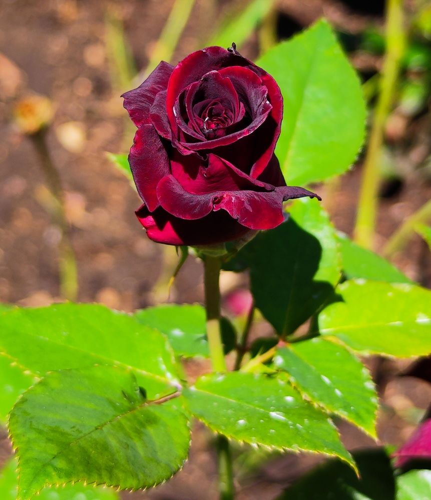 Photograph by Игорь Щербаков