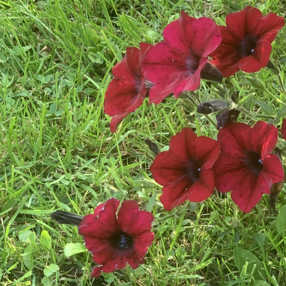 Петуния прекрасная