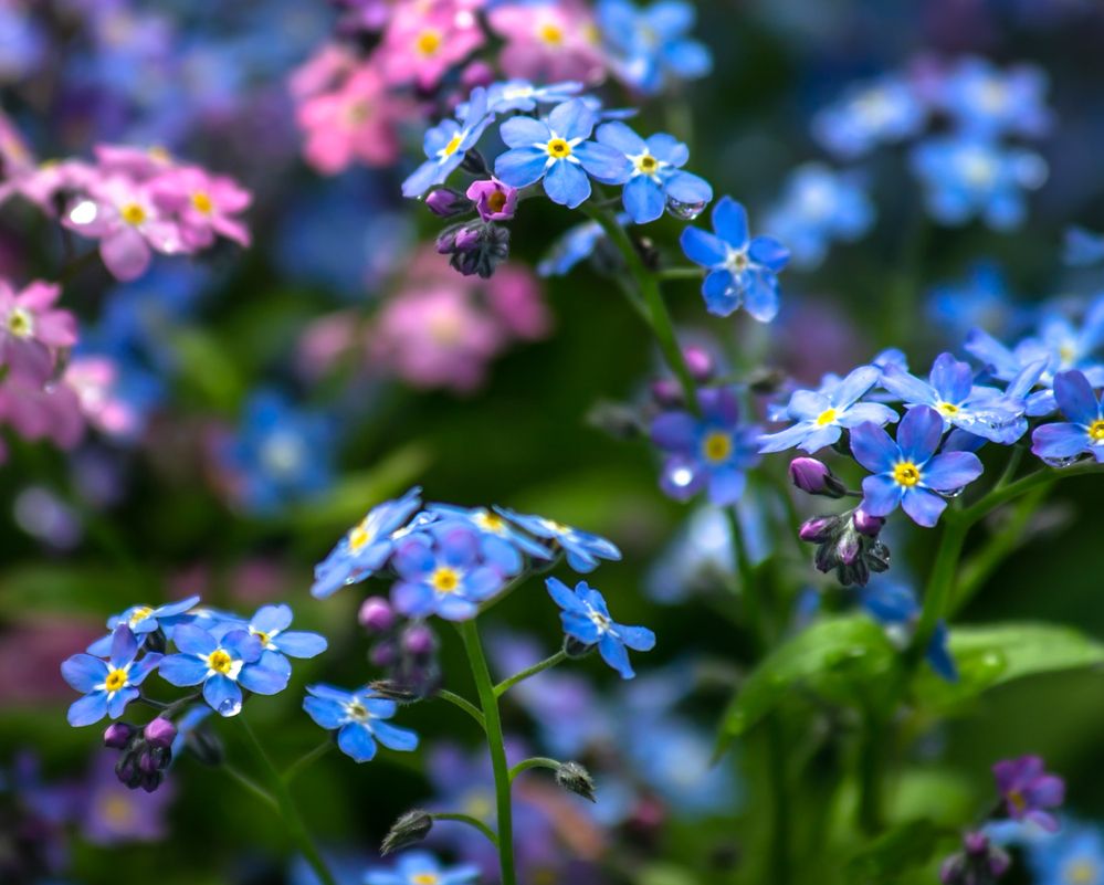 Photograph by Ольга Сафронова