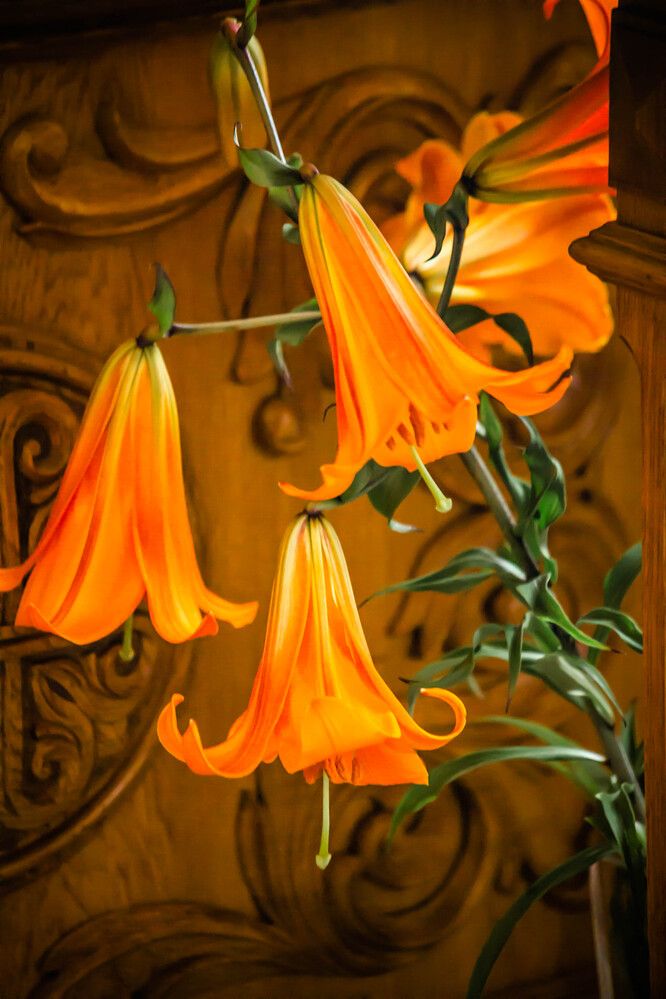 Photograph by Ольга Сафронова