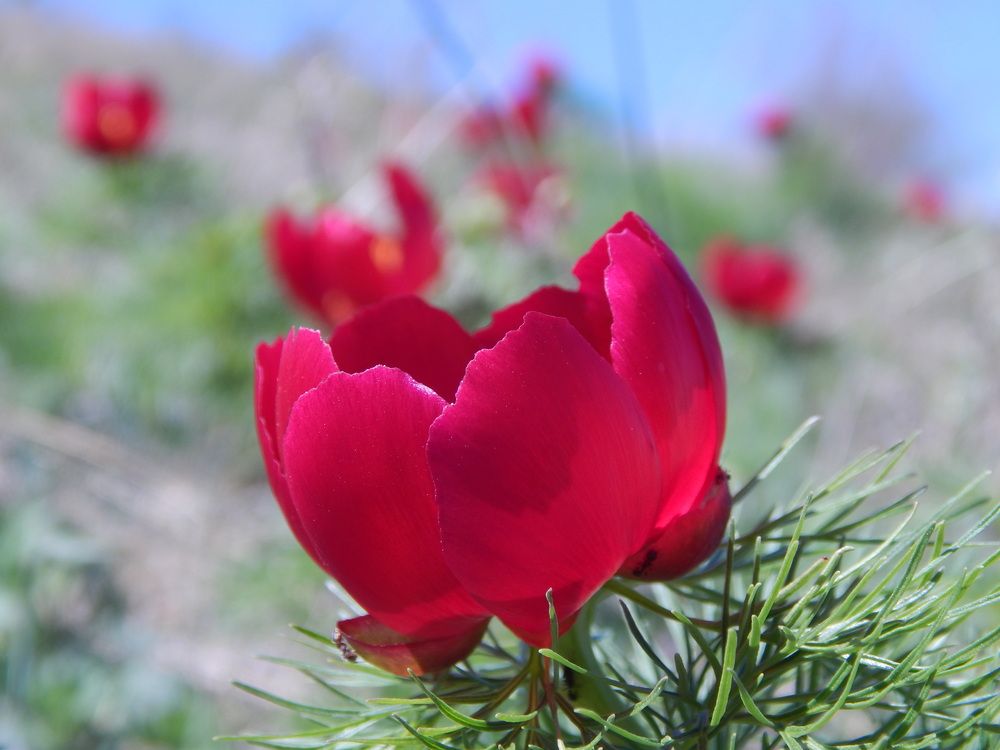 Photograph by Tanivsv