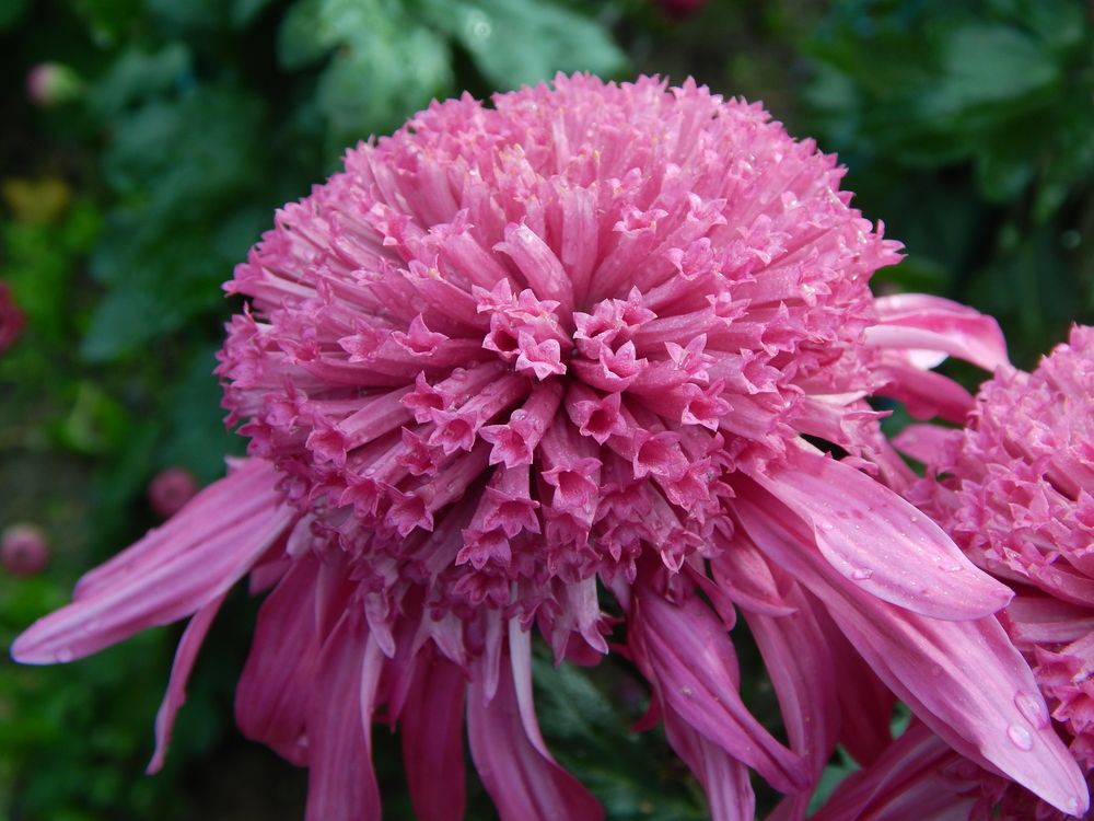 Photograph by Tanivsv