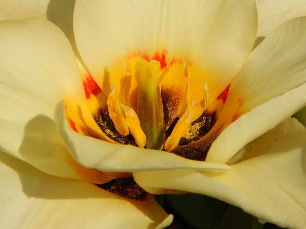 Photograph by Tanivsv