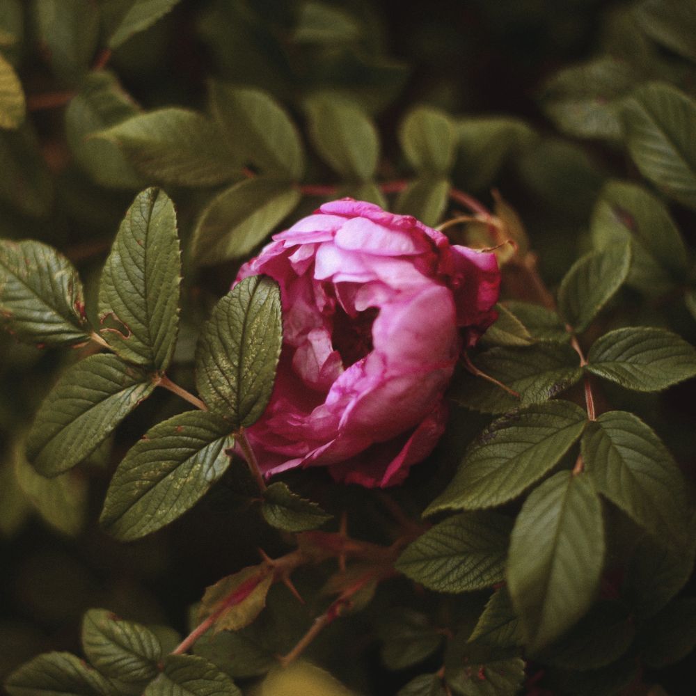 Photograph by Александр Соколович