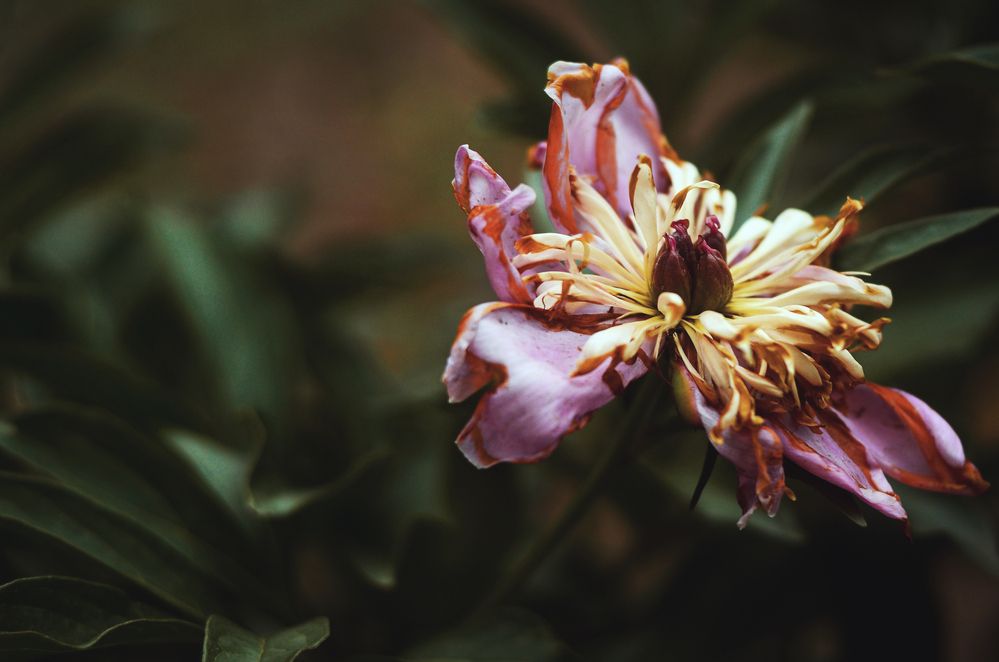 Photograph by Александр Соколович