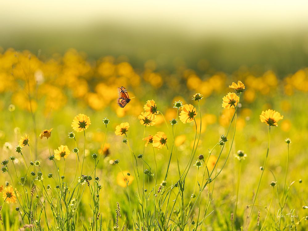 Photograph by Valdir Hobus