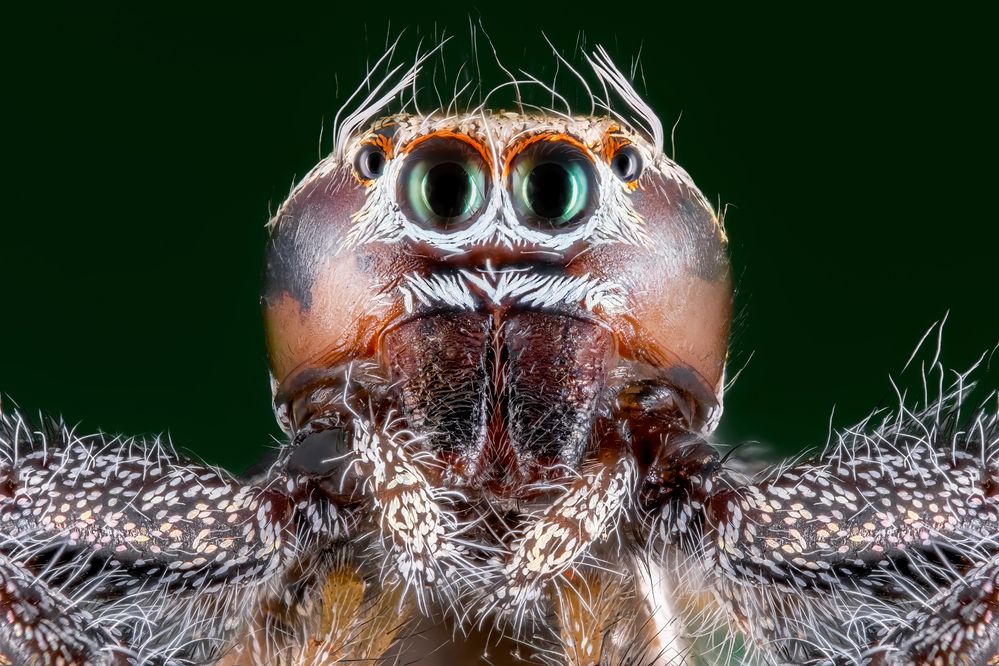 Фотография автора Soheil Shahbazi
