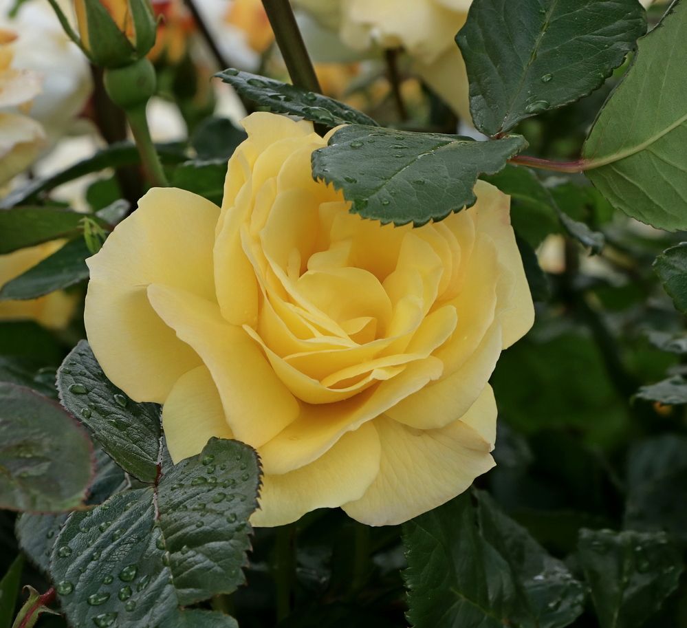 Photograph by Игорь Куленко