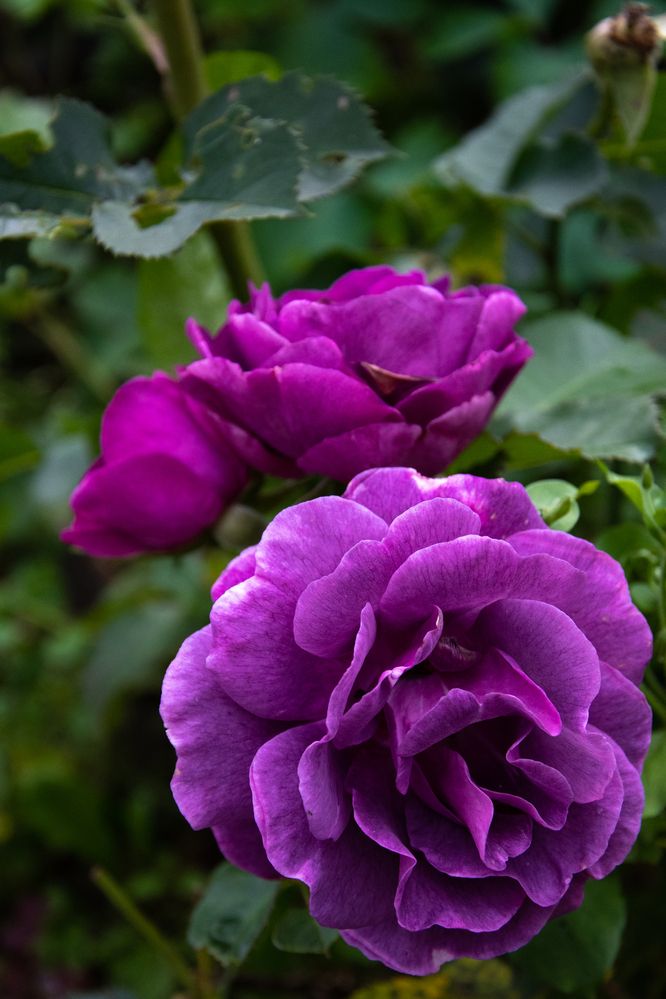 Photograph by Ксения Малютина