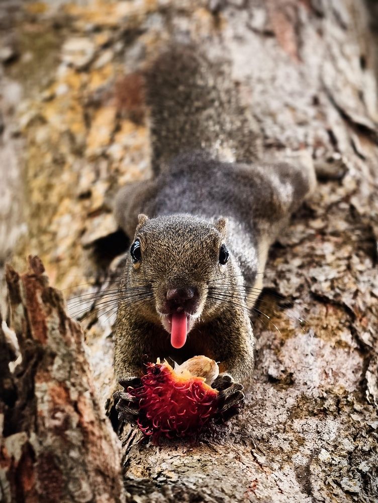 Naughty Tongue in the Middle of a Fruit Feast