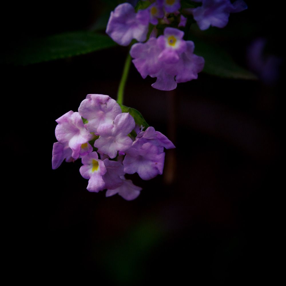 a beleza que a flor carrega