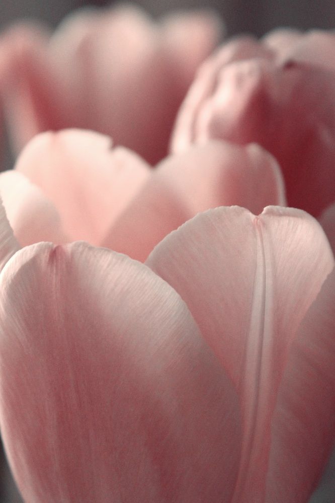 Photograph by Elizabeth Kabatskova