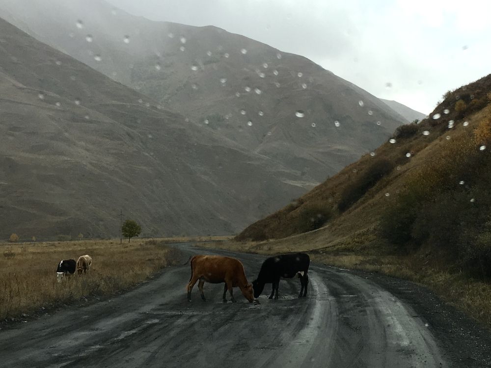 Коровы на дороге. Грузия