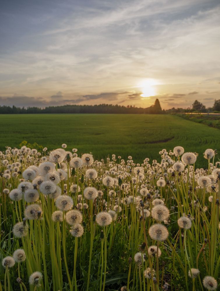 Фотография автора Рыбчинский Антон